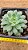 Echeveria pampa - Imagem 2