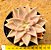 Echeveria paniculata horst - Imagem 1