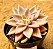 Echeveria paniculata horst - Imagem 2