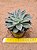 Echeveria paniculata horst - Imagem 2