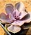 Echeveria perle von nurnberg - Imagem 2
