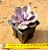Echeveria perle von nurnberg - Imagem 3