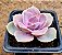 Echeveria perle von nurnberg - Imagem 2