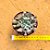 Echeveria pink trumpet - Imagem 4