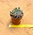 Echeveria pink trumpet - Imagem 3