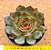 Echeveria polar rose - Imagem 1