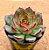 Echeveria polar rose - Imagem 2