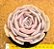Echeveria pollux - Imagem 4