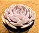 Echeveria pollux - Imagem 5