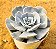 Echeveria pollux - Imagem 2