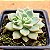 Echeveria prolifica - Imagem 2