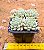 Echeveria prolifica - Imagem 2