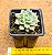 Echeveria prolifica - Imagem 3