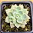Echeveria prolifica - Imagem 1