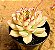 Echeveria pulidonis - Imagem 8
