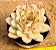 Echeveria pulidonis - Imagem 7