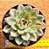 Echeveria pulidonis - Imagem 1