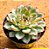 Echeveria pulidonis - Imagem 2