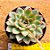 Echeveria pulidonis - Imagem 3