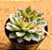 Echeveria pulidonis - Imagem 4
