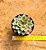 Echeveria pulidonis - Imagem 5