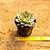 Echeveria pulidonis - Imagem 6