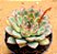 Echeveria pulidonis - Imagem 1
