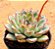 Echeveria pulidonis - Imagem 2