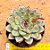 Echeveria pulidonis - Imagem 3