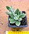 Echeveria pulvinata - Imagem 1