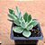 Echeveria pulvinata - Imagem 2