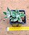 Echeveria pulvinata - Imagem 4