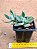 Echeveria pulvinata - Imagem 5