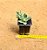 Echeveria pulvinata - Imagem 7