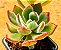 Echeveria pulvinata - Imagem 1