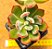 Echeveria pulvinata - Imagem 2