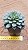 echeveria purpusorum shamrock - Imagem 5