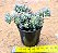 Echeveria querência - Imagem 1