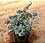 Echeveria querência - Imagem 2