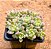 Echeveria querência - Imagem 2