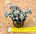 Echeveria querência - Imagem 3