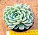 Echeveria raspberry ice - Imagem 2