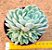 Echeveria raspberry ice - Imagem 1
