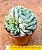 Echeveria raspberry ice - Imagem 3
