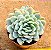 Echeveria raspberry ice - Imagem 1