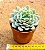 Echeveria raspberry ice - Imagem 2
