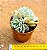 Echeveria raspberry ice - Imagem 3
