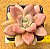 Echeveria rose crown - Imagem 1