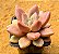 Echeveria rose crown - Imagem 2