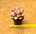 Echeveria rose crown - Imagem 4